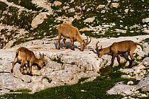 Three Ibex (Capra ibex) grazing on plants on rocks, Triglav National Park, Julian Alps, Slovenia, July 2009
