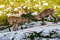 Two Ibex (Capra ibex) fighting with baby watching, Triglav National Park, Julian Alps, Slovenia, July 2009