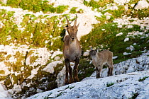 Ibex (Capra ibex) female with young, Triglav National Park, Julian Alps, Slovenia, July 2009