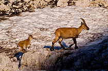 Ibex (Capra ibex) female with young running to keep up, Triglav National Park, Julian Alps, Slovenia, July 2009