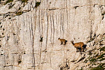 Ibex (Capra ibex) mother and kid on rock face, Triglav National Park, Julian Alps, Slovenia, July 2009