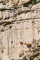 Ibex (Capra ibex) mother ad kid climbing on rock face, Triglav National Park, Julian Alps, Slovenia, July 2009