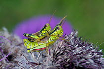 Alpine grasshopper (Miramella alpina) pair mating on a thistle, Triglav National Park, Slovenia, August 2009. WWE OUTDOOR EXHIBITION.