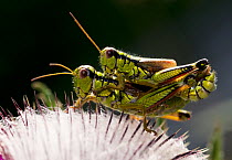 Alpine grasshopper (Miramella alpina) pair mating on a thistle, Triglav National Park, Slovenia, August 2009