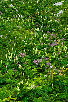 Alpine flower meadow, Triglav National Park, Slovenia, August 2009