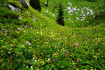 Alpine flower meadow, Triglav National Park, Slovenia, August 2009