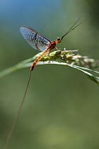 Mayfly (Ephemera lineata) on grass seed, Lagadin region, Lake Ohrid, Galicica National Park, Macedonia, June 2009