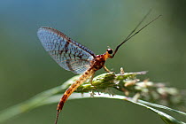 Mayfly (Ephemera lineata) on grass seed, Lagadin region, Lake Ohrid, Galicica National Park, Macedonia, June 2009