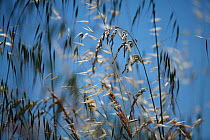 Mixed grasses in a grass meadow including Oat grass (Avena sp) and False oat grass (Arrhematherum elatius) Lagadin region, Lake Ohrid, Galicica National Park, Macedonia, June 2009