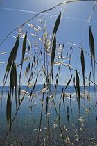 Wild oat grass (Avena fatua) growing along the side of Lake Ohrid, Lagadin region, Galicica National Park, Macedonia, June 2009