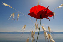 Mediterranean poppy (Papaver apulum) and Oat grass (Avena sp) on the shore of Lake Ohrid, Lagadin, Galicica National Park, Macedonia, June 2009