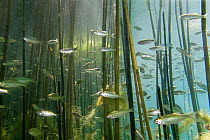 Shoal of Lake Ohrid bleak (Alburnus scoranza) swimming amongst Giant reeds (Arundo donax) along the shore of Lake Ohrid, Lagadin region, Galicica National Park, Macedonia, June 2009