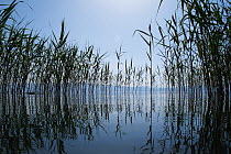 Giant reeds (Arundo donax) Lagadin region, Lake Ohrid, Galicica National Park, Macedonia, June 2009