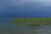 Giant reeds (Arundo donax) in Lake Ohrid, Lagadin region, Galicica National Park, Macedonia, June 2009