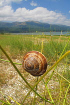 Turkish / Balkan edible snail (Helix lucorum) on plant, Stenje region, Lake Macro Prespa, Galicica National Park, Macedonia, June 2009