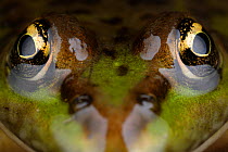 Marsh frog (Pelophylax / Rana ridibundus) close-up of head, Stenje region, Lake Macro Prespa, Galicica National Park, Macedonia, June 2009