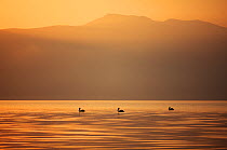 Three Great white pelicans (Pelecanus onocrotalus) silhouetted against the sunrise over Mount Golema (2179m) and Mount Pelister (2600m ) in the Pelister National Park, viewed from Stenje village acros...