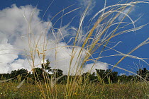 European feather grass Stipa pennata (= S. joannis) Mountain pasture above Stenje region, Lake Macro Prespa, Galicica National Park, Macedonia, June 2009