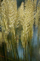 Golden oat grass (Trisetum flavescens) in a mountain pasture above Stenje region, Lake Macro Prespa, Galicica National Park, Macedonia, June 2009