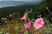 Mallow leaved bindweed (Convolvulus althaeoides) flowers in a mountain pasture above Stenje, view south towards Stenje village and Konjsko, Lake Macro Prespa, Galicica National Park, Macedonia, June 2...