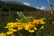 Bush cricket grasshopper (Tettigoniidae) on Yellow yarrow (Achillea filipendulina) (Gold Plate), Mountain pasture, Mount Baba (1635 m) in Galicica National Park, Macedonia, with Mount Magaro / Marapo...