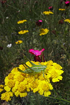 Bush cricket grasshopper (Tettigoniidae) on Yellow yarrow (Achillea filipendulina) in mountain pasture, Mount Baba, Galicica National Park, Macedonia, June 2009