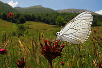 Black veined white butterfly (Aporia crataegi) on Carthusian pink (Dianthus carthusianorum) in a mountain pasture, Stenje region, Galicica National Park, Macedonia, June 2009