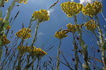Yellow yarrow (Achillea filipendulina) in flower, Mount Baba, Galicica National Park, Macedonia, June 2009