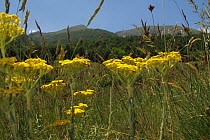 Yellow yarrow (Achillea filipendulina) in a mountain pasture, Mount Baba, Galicica National Park, Macedonia, June 2009