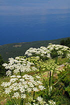 Hogweed (Heracleum sphondylium) flowers with Lake Ohrid below, viewed from Baba, Galicica National Park, Macedonia, June 2009