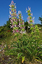 Acanthus (Acanthus sp) flowering in a mountain pasture above Stenje village, Galicica National Park, Macedonia, June 2009