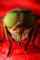 Horsefly (Tabanus sp) close-up of head, Stenje region, Galicica National Park, Macedonia, June 2009