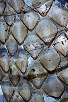 Balkan / Caspian whip snake (Coluber / Hierophis gemonensis} sloughed skin scale detail, Stenje region, Galicica National Park, Macedonia, June 2009