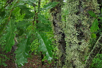Oak leaves and lichen in forest, Konjsko region, Galicica National Park, Macedonia, June 2009