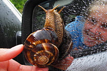 Turkish / Balkan edible snail (Helix lucorum) on car wing mirror with person taking it off, Stenje region, Galicica National Park, Macedonia, June 2009, Model released