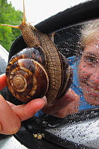 Turkish / Balkan edible snail (Helix lucorum) on car wing mirror with person taking it off, Stenje region, Galicica National Park, Macedonia, June 2009, Model released