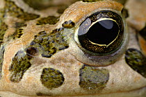 European green toad (Bufo viridis) close-up showing eye, Stenje region, Galicica National Park, Macedonia, June 2009