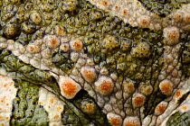 European green toad (Bufo viridis) close-up of skin, Stenje region, Galicica National Park, Macedonia, June 2009