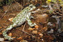 European green toad (Bufo viridis) Stenje region, Galicica National Park, Macedonia, June 2009