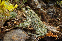 European green toad (Bufo viridis) sitting, Stenje region, Galicica National Park, Macedonia, June 2009