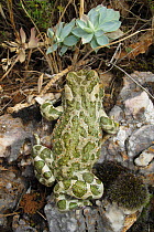 European green toad (Bufo viridis) walking, Stenje region, Galicica National Park, Macedonia, June 2009