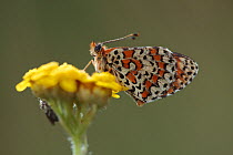 Spotted fritillary butterfly (Melitaea didyma) on flower, Mount Baba, Galicica National Park, Macedonia, June 2009