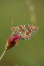 Female Knapweed fritillary butterfly (Melitaea phoebe) resting on Pink (Dianthus sp) Mount Baba, Galicica National Park, Macedonia, June 2009