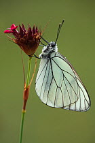 Black veined white butterfly (Aporia crataegi) on Pink (Dianthus sp) flower, Mount Baba, Galicica National Park, Macedonia, June 2009