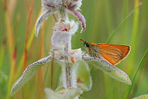 Skipper butterfly (Thymelicus sp) on plant, Mount Baba, Galicica National Park, Macedonia, June 2009