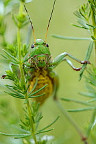 Female Wart biter bush cricket (Decticus verrucivorus) on plant, Stenje region, Galicica National Park, Macedonia, June 2009