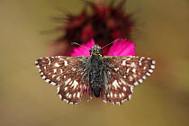 Grizzled skipper butterfly (Pyrgus malvae) feeding on Pink (Dianthus sp) flower, Mount Baba, Galicica National Park, Macedonia, June 2009