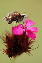 Grizzled skipper butterfly (Pyrgus malvae) on Pink (Dianthus sp) flower, Mount Baba, Galicica National Park, Macedonia, June 2009