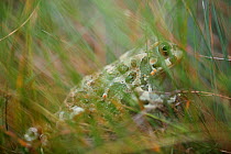 European green toad (Bufo viridis) in vegetation, Stenje region, Galicica National Park, Macedonia, June 2009