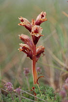 Bedstraw broomrape (Orobanche caryophyllacea) in flower, Mount Baba, Galicica National Park, Macedonia, June 2009